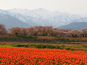 富山県朝日町 
真っ白な北アルプスと桜とチューリップの四重奏が、次第に知名...