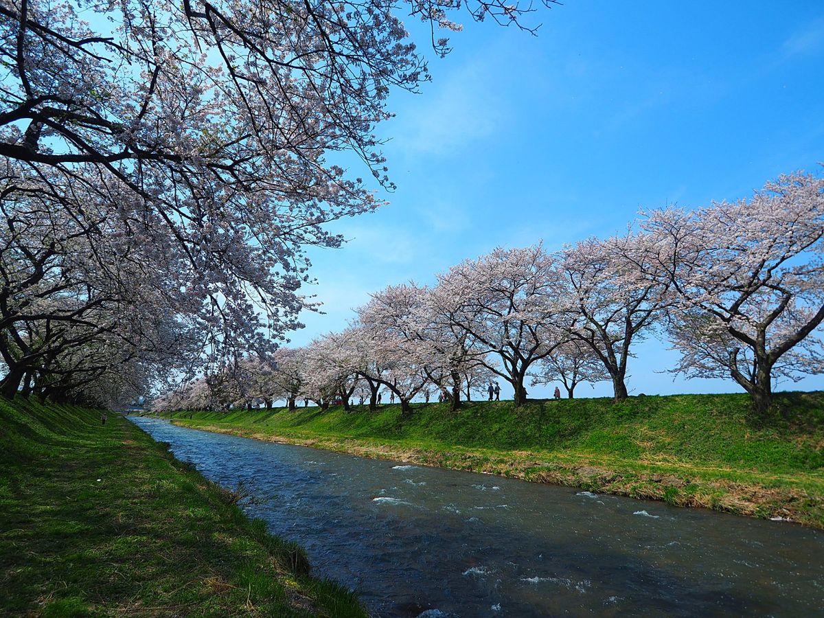 富山県朝日町 舟川べりの桜並木
富山県の一番東側に位置する朝日町の舟川べり...