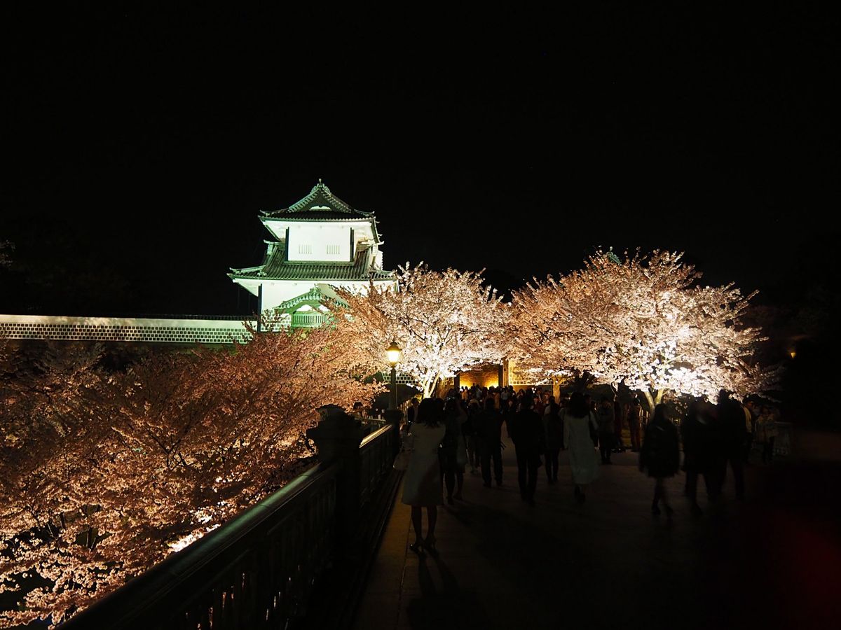 金沢市 兼六園
金沢を代表する庭園 兼六園、ここも桜の名所です。