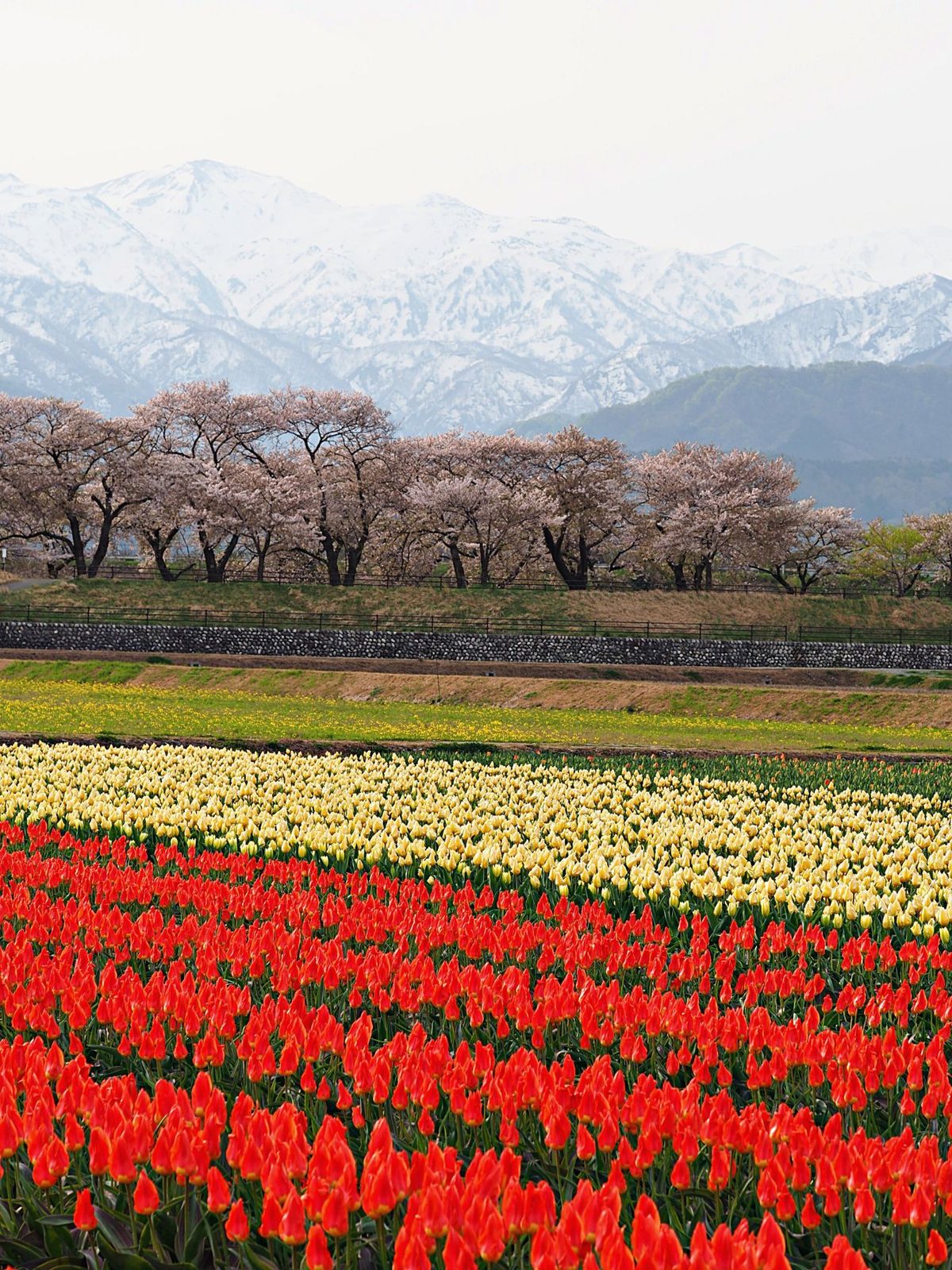富山県朝日町 
真っ白な北アルプスと桜とチューリップの四重奏が、次第に知名...
