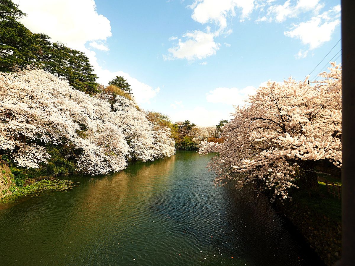高岡古城公園
高岡市の古城公園も富山県の有名な桜スポット。
広い公園内のそ...