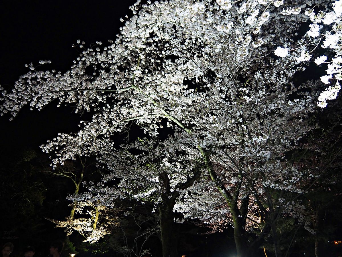 金沢市 兼六園
金沢を代表する庭園 兼六園、ここも桜の名所です。