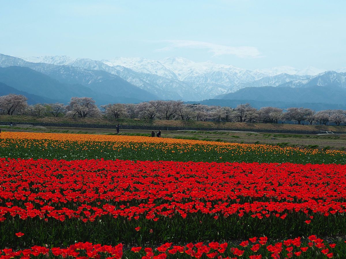 富山県朝日町 
真っ白な北アルプスと桜とチューリップの四重奏が、次第に知名...