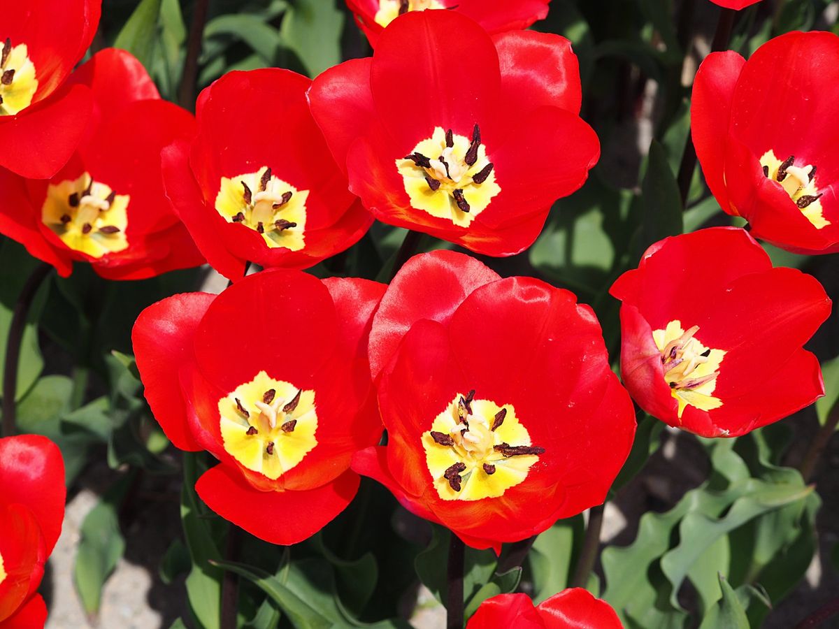 富山県朝日町 
真っ白な北アルプスと桜とチューリップの四重奏が、次第に知名...