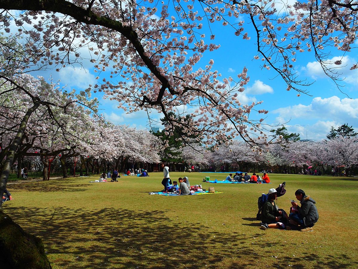 高岡古城公園
高岡市の古城公園も富山県の有名な桜スポット。
広い公園内のそ...