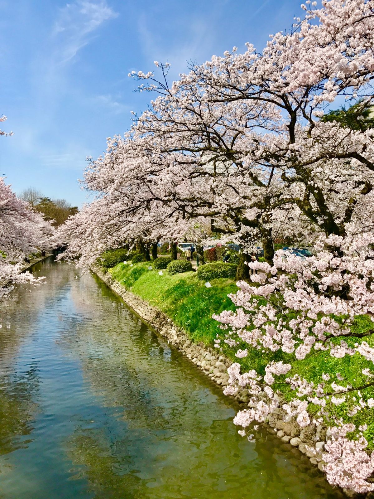 富山市 松川べり
富山市のど真ん中を流れる松川の川辺は、市民に愛される桜ス...