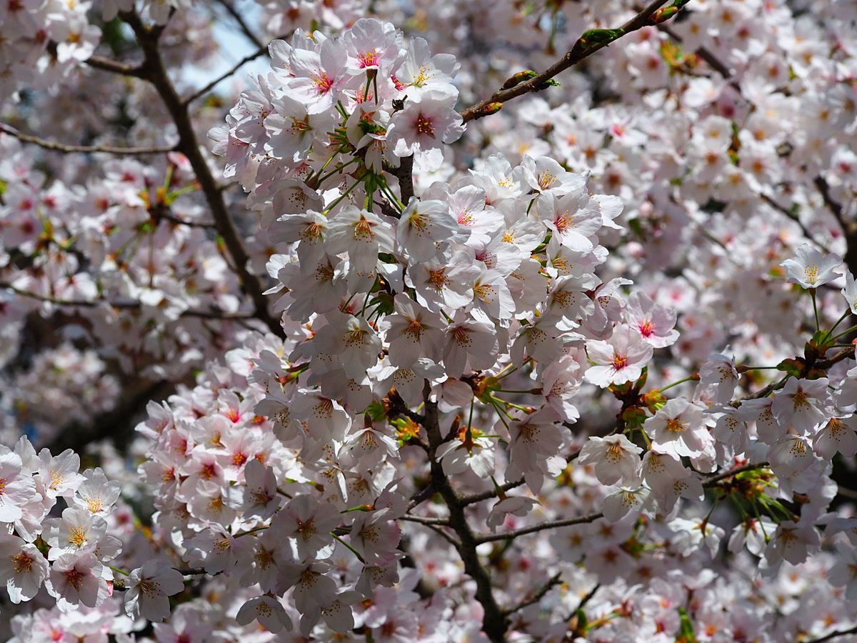 高岡古城公園
高岡市の古城公園も富山県の有名な桜スポット。
広い公園内のそ...