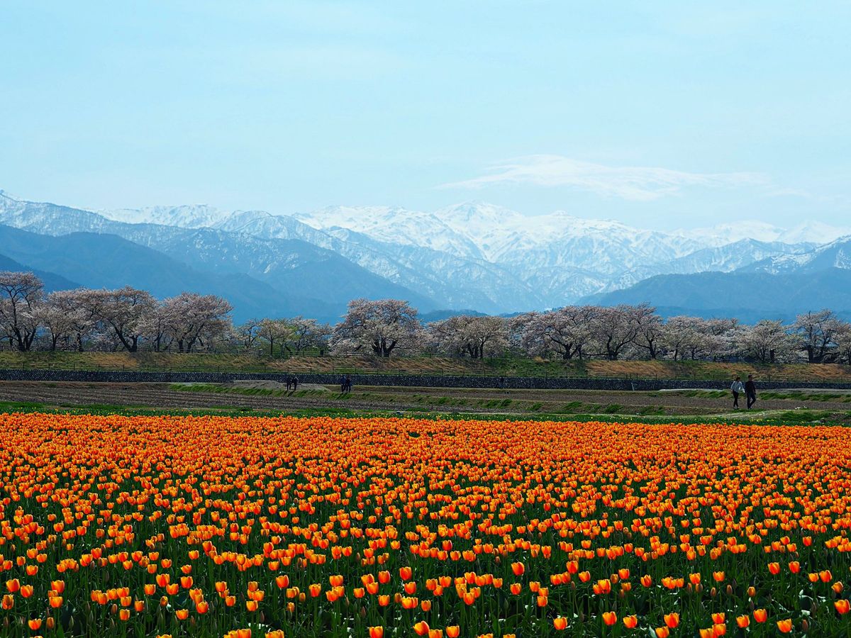 富山県朝日町 
真っ白な北アルプスと桜とチューリップの四重奏が、次第に知名...