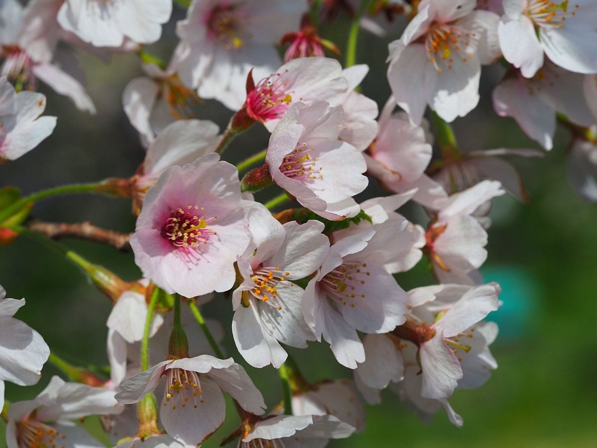富山県朝日町 舟川べりの桜並木
富山県の一番東側に位置する朝日町の舟川べり...