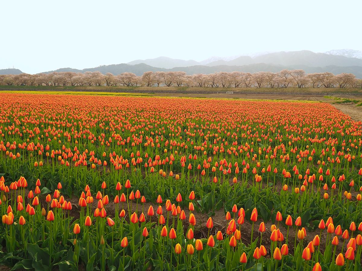 富山県朝日町 
真っ白な北アルプスと桜とチューリップの四重奏が、次第に知名...