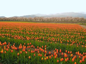 富山県朝日町 
真っ白な北アルプスと桜とチューリップの四重奏が、次第に知名...