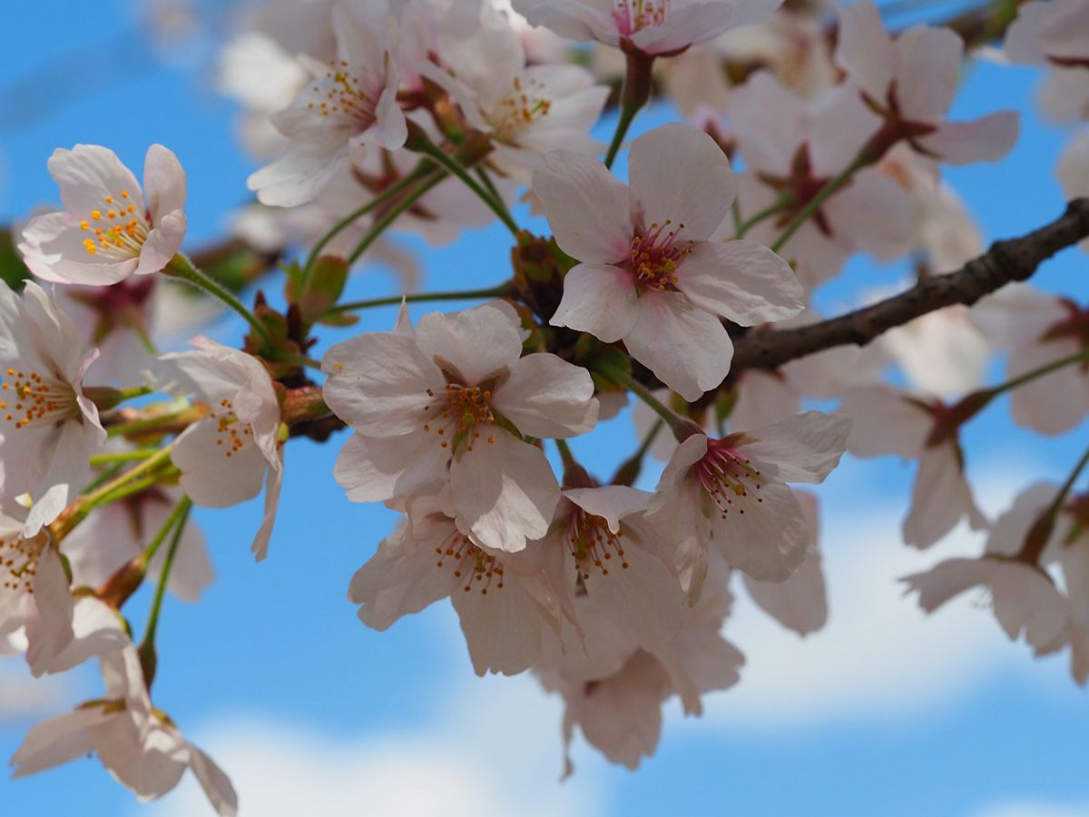 高岡古城公園
高岡市の古城公園も富山県の有名な桜スポット。
広い公園内のそ...