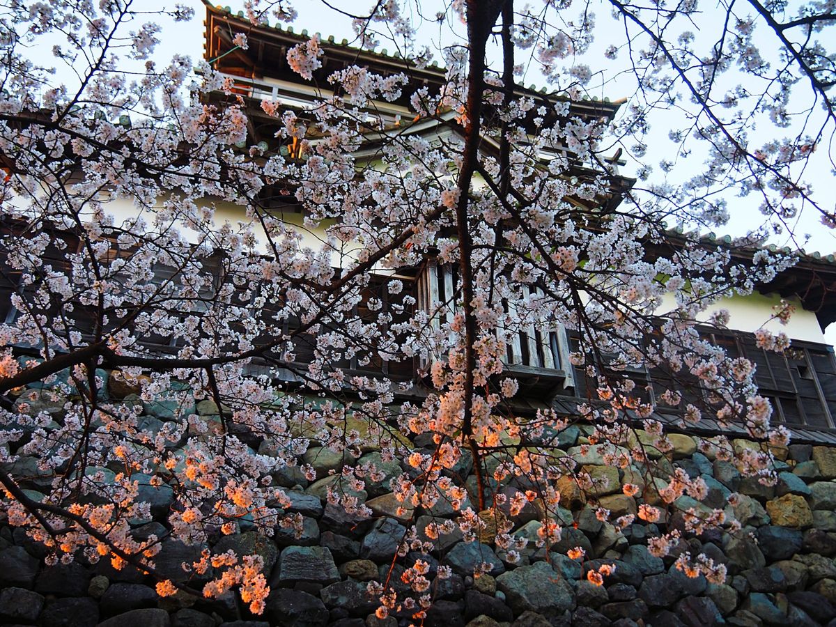 福井県 丸岡城
坂井市にある丸岡城は、小さな山のてっぺんにある小さなお城。...