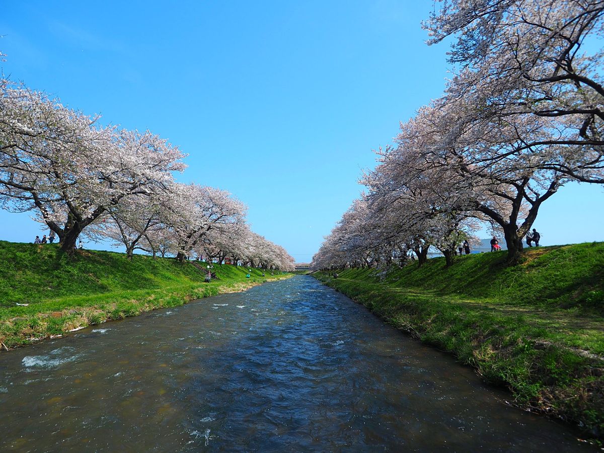 富山県朝日町 舟川べりの桜並木
富山県の一番東側に位置する朝日町の舟川べり...