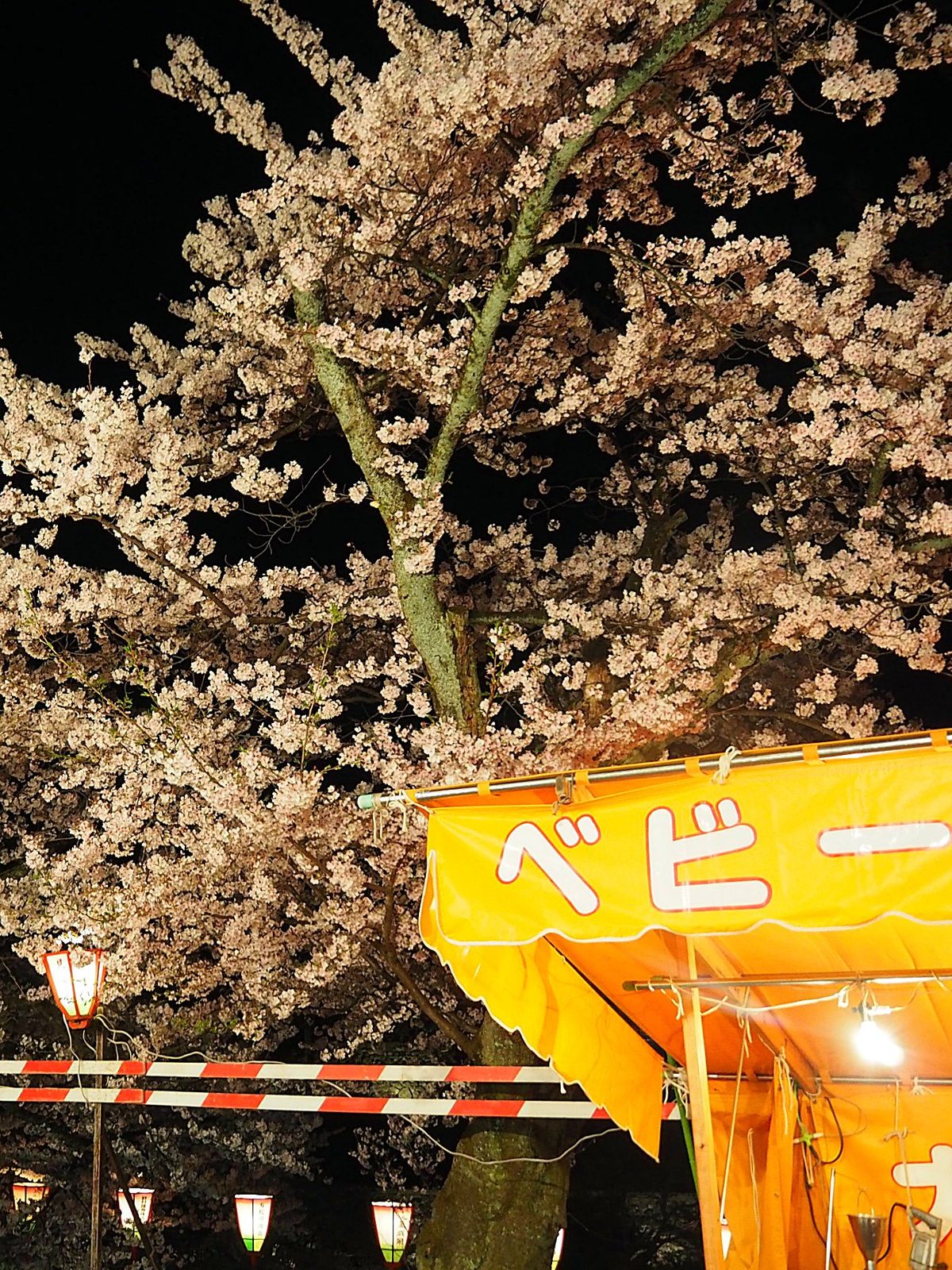 金沢市 兼六園
金沢を代表する庭園 兼六園、ここも桜の名所です。