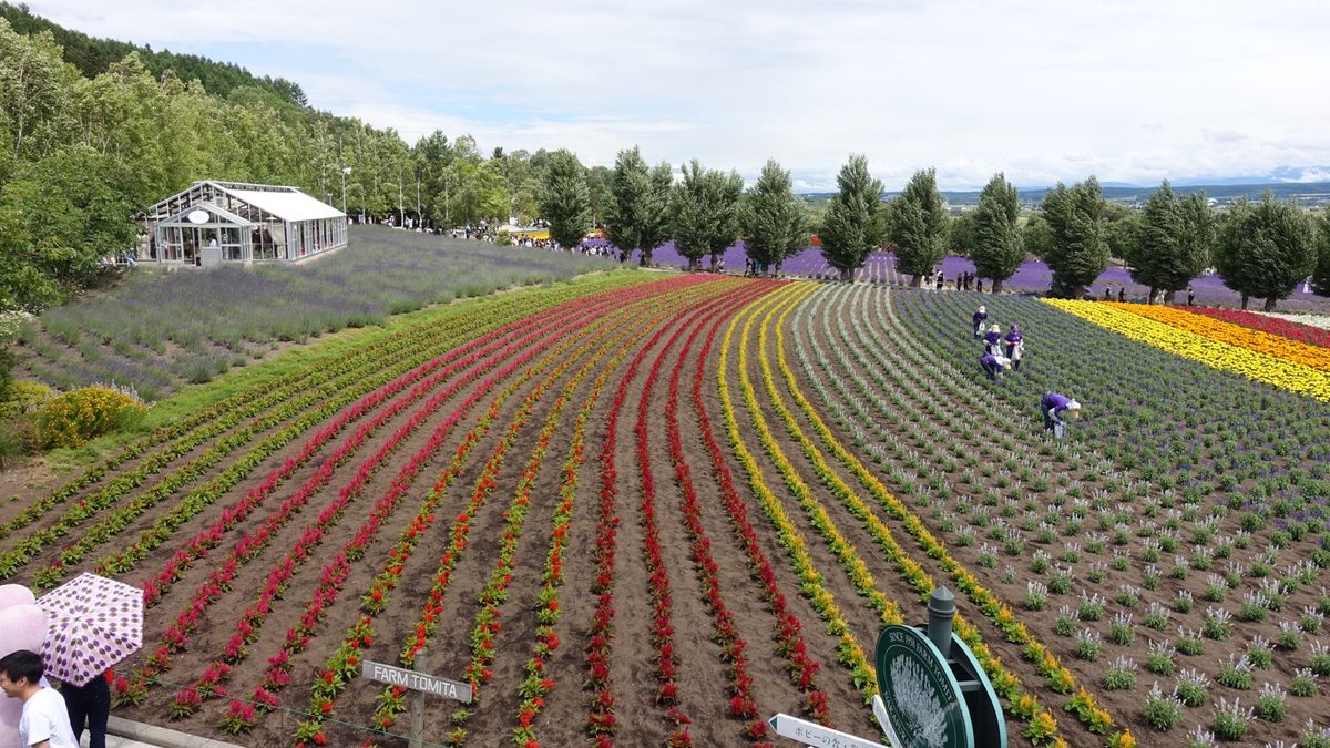 富良野定番のファーム富田のラベンダー畑からの青い池