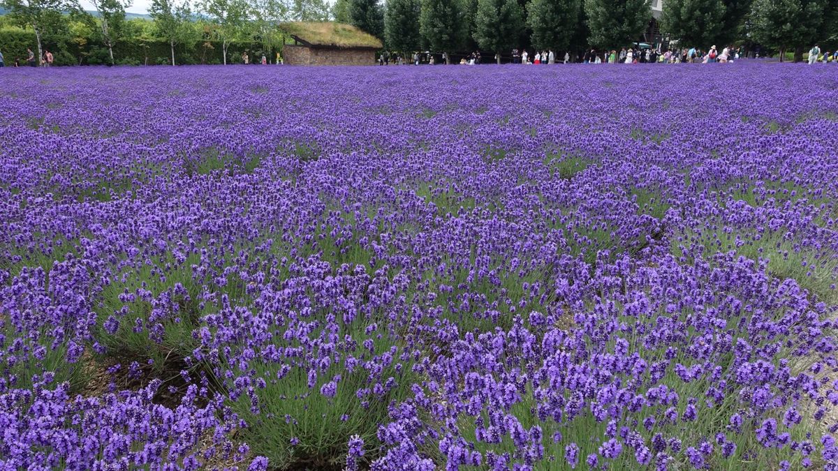 富良野定番のファーム富田のラベンダー畑からの青い池