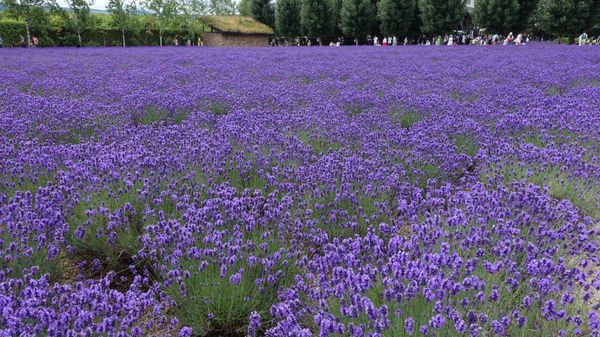 日本・小樽「2019 富良野・美瑛・小樽」の写真：富良野定番のファーム富田のラベンダー畑か...