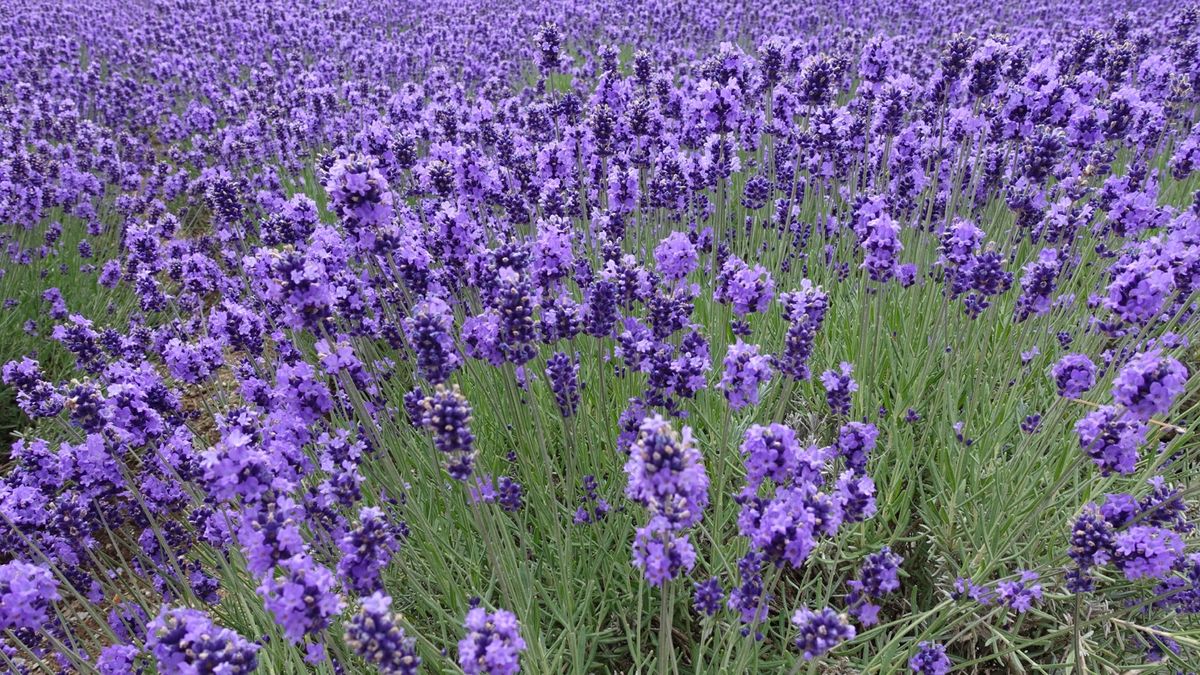 富良野定番のファーム富田のラベンダー畑からの青い池