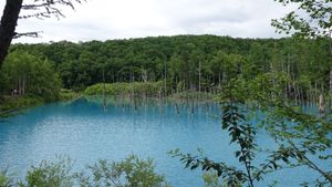富良野定番のファーム富田のラベンダー畑からの青い池