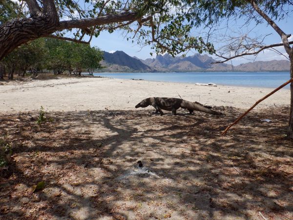 インドネシア「インドネシア  フローレス島、コモド島」の写真：バリ島で終わらせるのは勿体無い、、、
と...