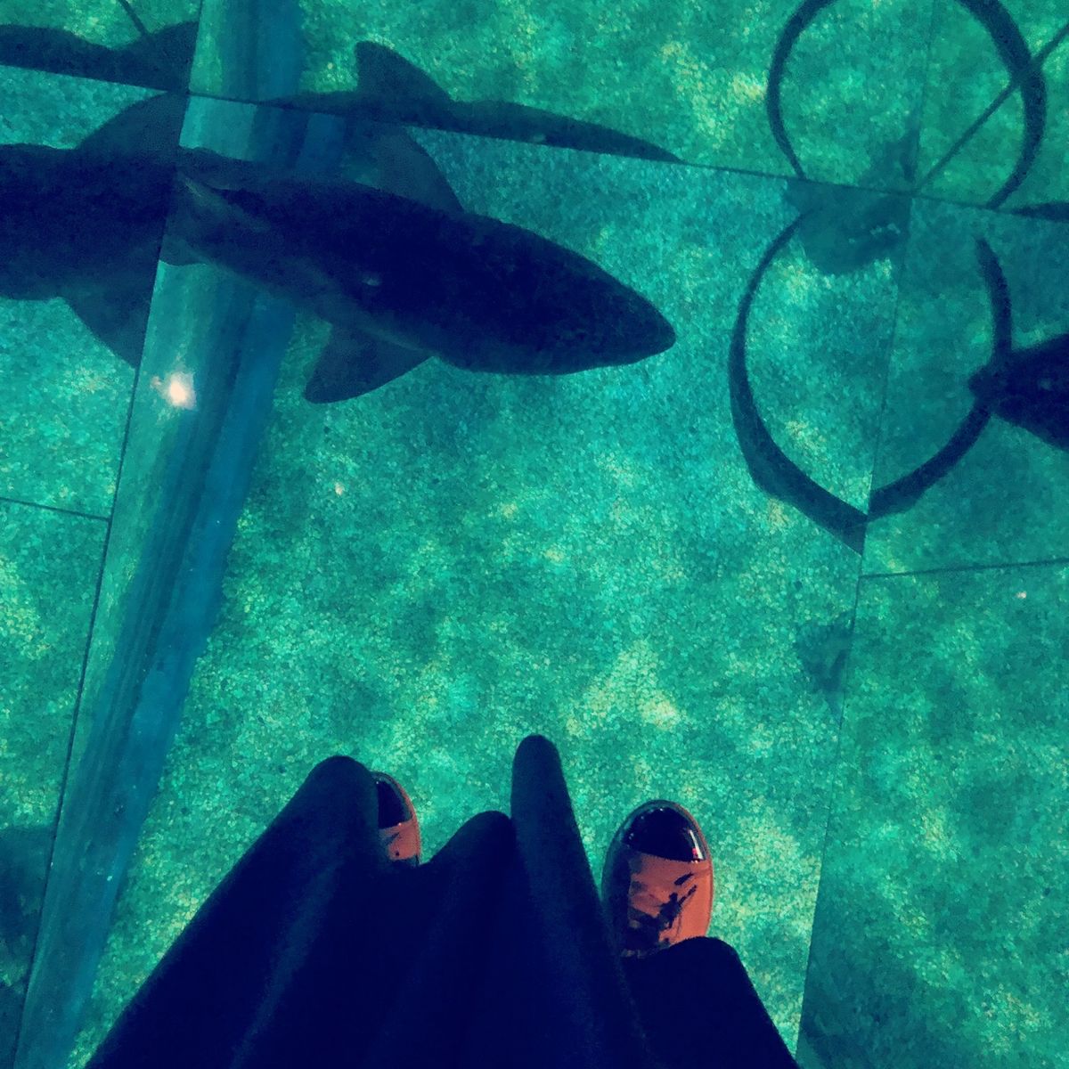 2018年タイ🇹🇭バンコク。サイアムパラゴン内にあるSEA LIFE...