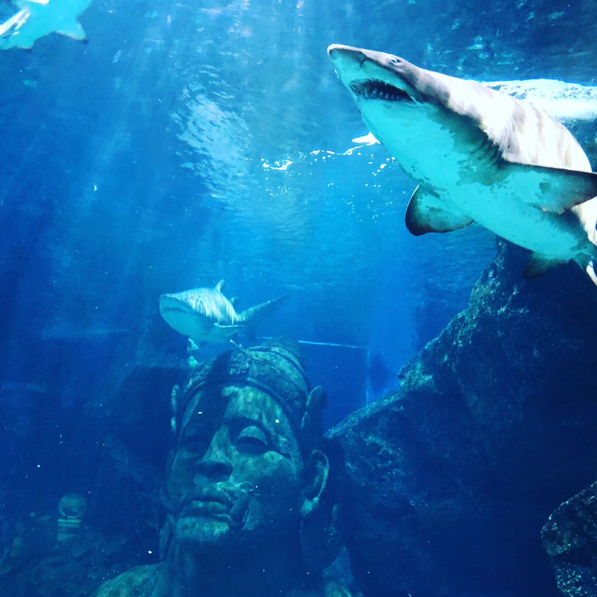 2018年タイ🇹🇭バンコク。サイアムパラゴン内にあるSEA LIFE...