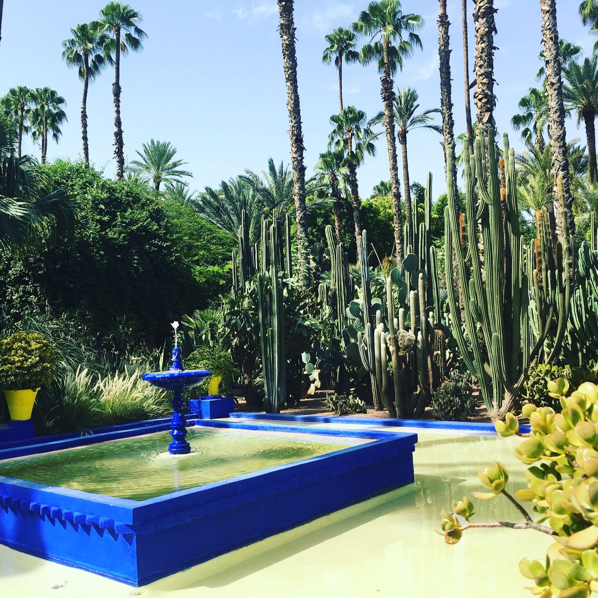 2016年モロッコ🇲🇦マラケシュ。イヴ・サンローランが愛した庭。マジ...