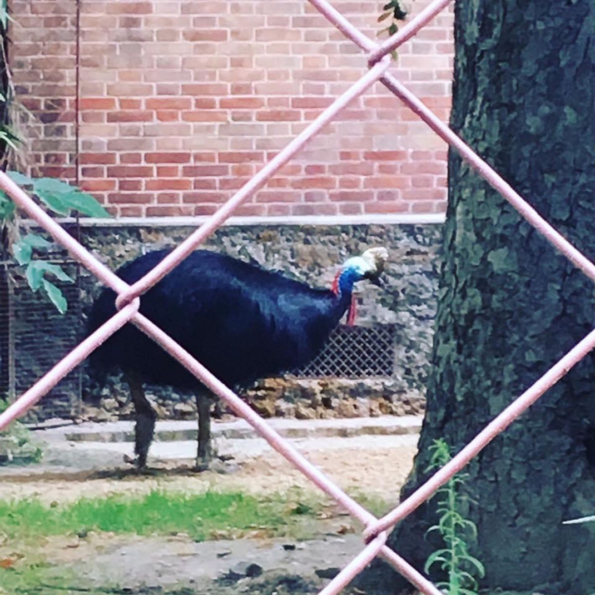 2016フランス🇫🇷パリ。
パリ植物園付属動物園。クリュニー中世美術館が休...