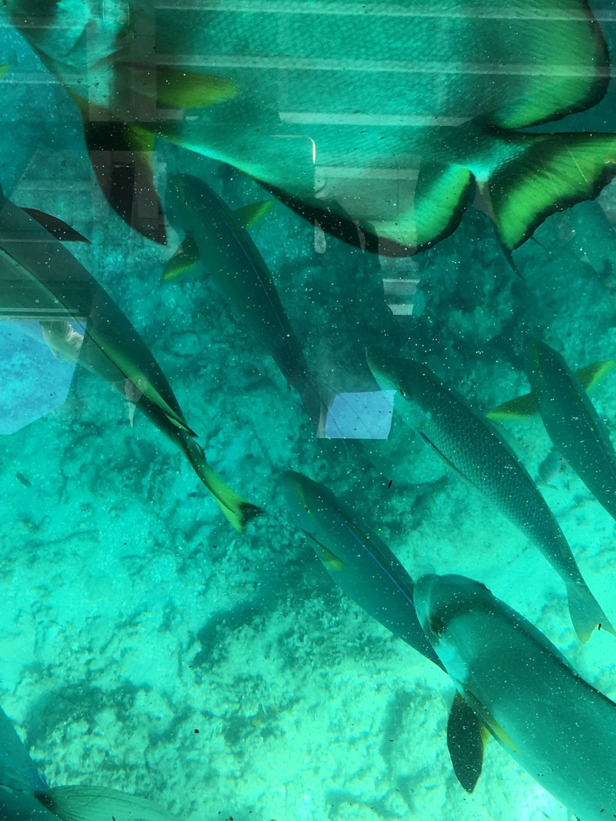 グレートバリアリーフ　世界遺産　グリーン島
透明度凄い❗️