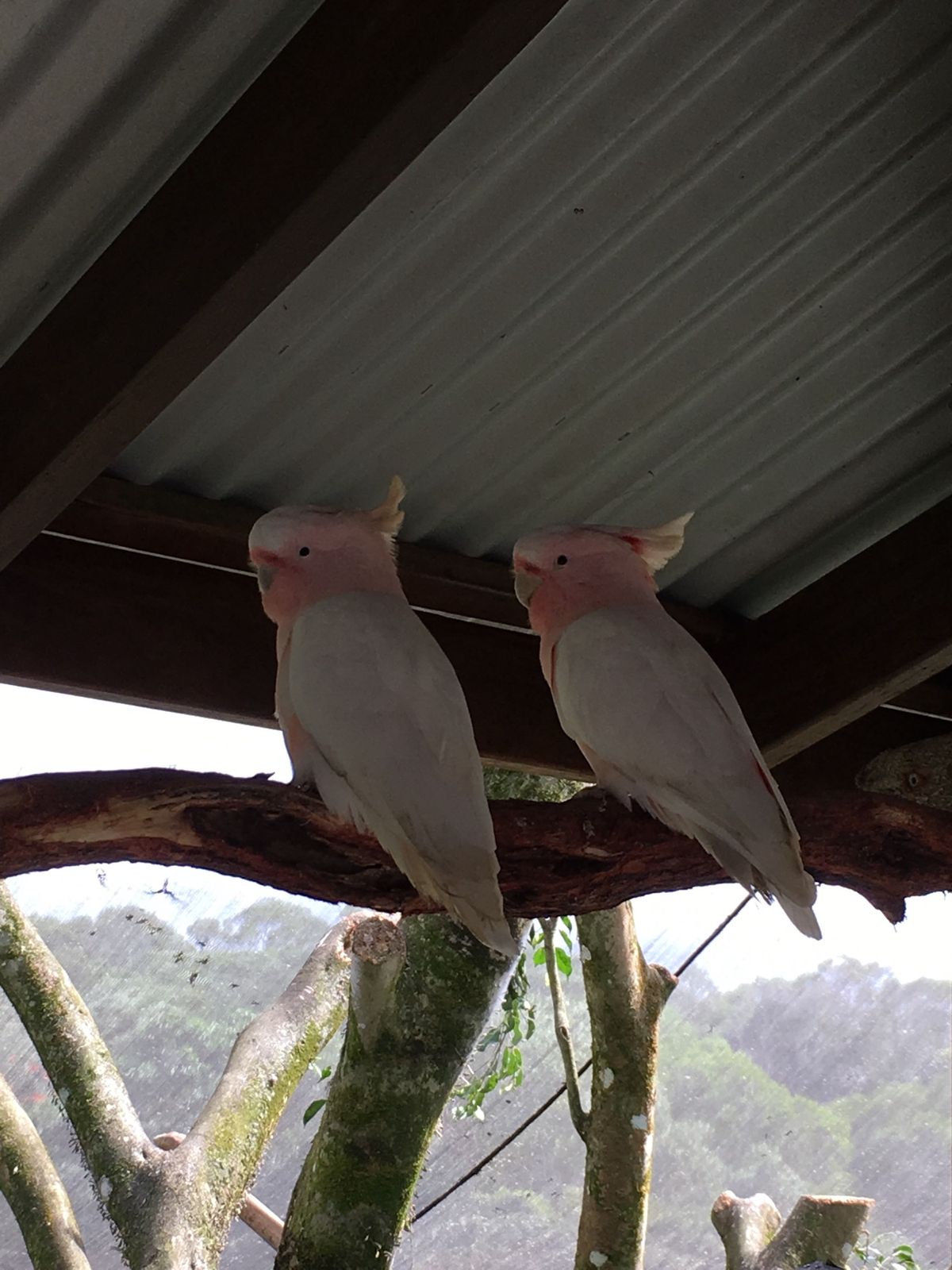 キュランダ高原列車🚃

バードワールド・キュランダ　インコ🦜好きにはたまらない