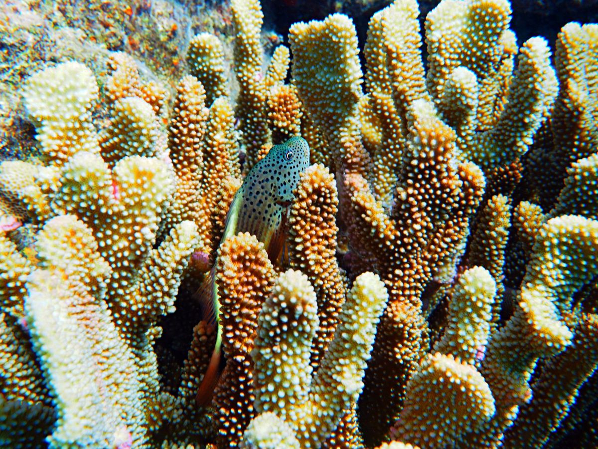 サイパンでは沈船ダイビングや洞窟ダイビングを楽しみました。
沈船は太平洋戦...