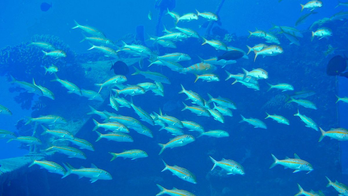 サイパンでは沈船ダイビングや洞窟ダイビングを楽しみました。
沈船は太平洋戦...