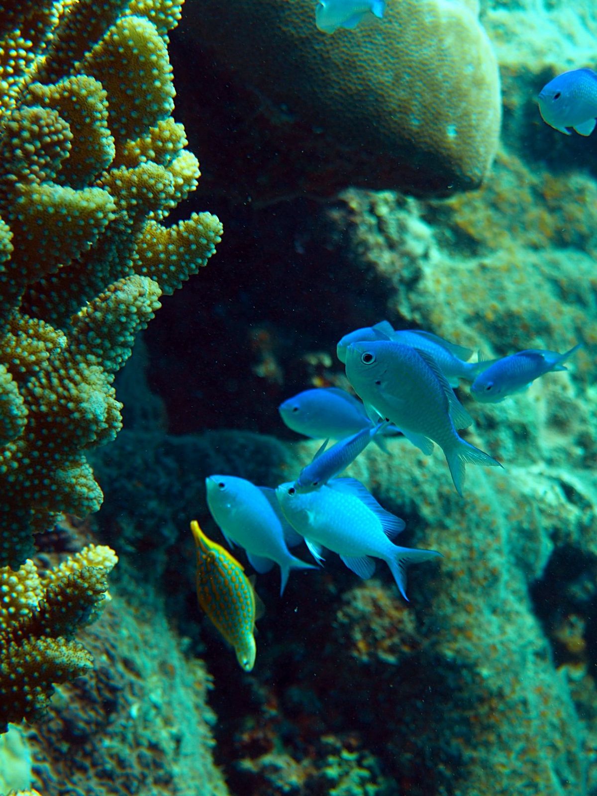 サイパンでは沈船ダイビングや洞窟ダイビングを楽しみました。
沈船は太平洋戦...