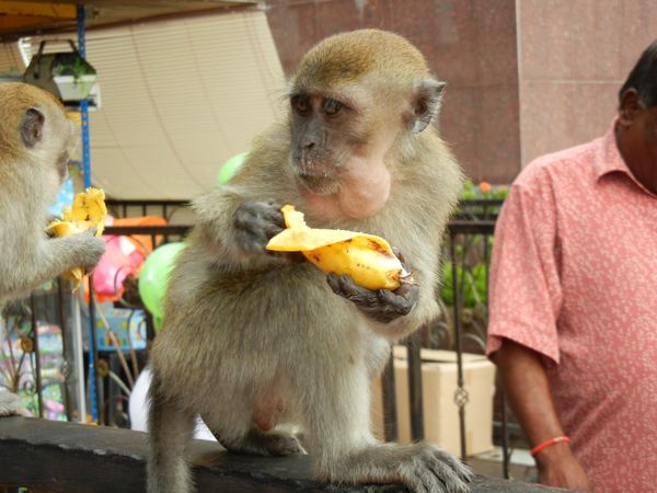 マレーシア・クアラルンプール「マレーシア-クアラルンプールの旅」の写真