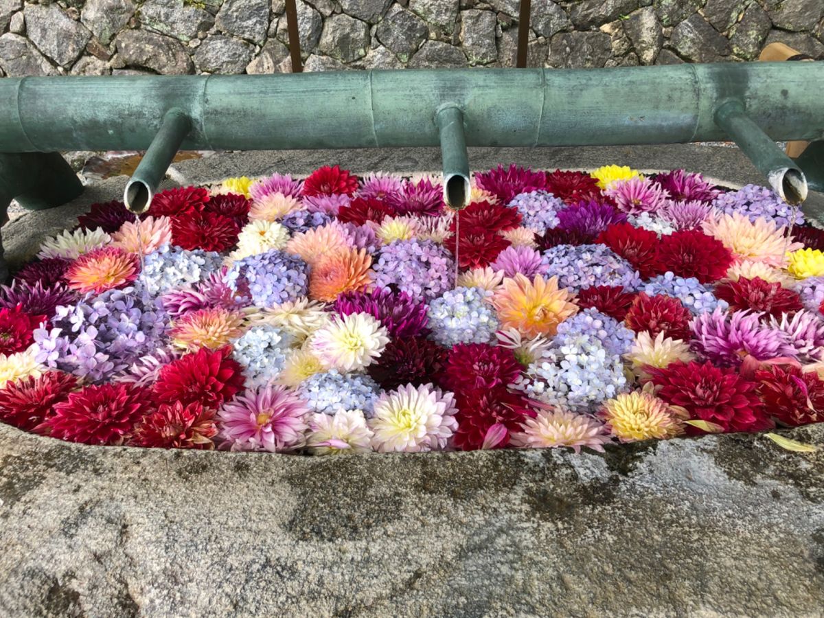 岡寺にはあちこちに花が飾られていました。