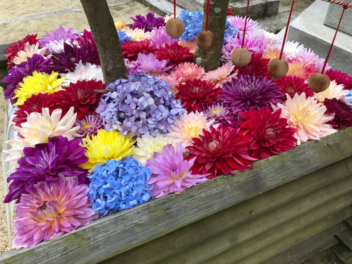 岡寺にはあちこちに花が飾られていました。