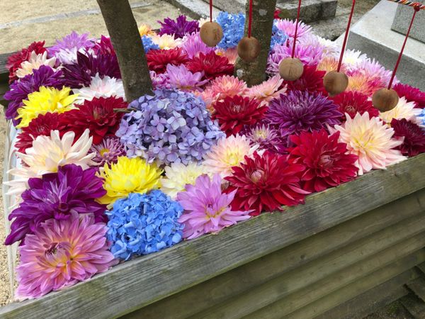 日本・奈良県「飛鳥プチ散策」の写真：岡寺にはあちこちに花が飾られていました。