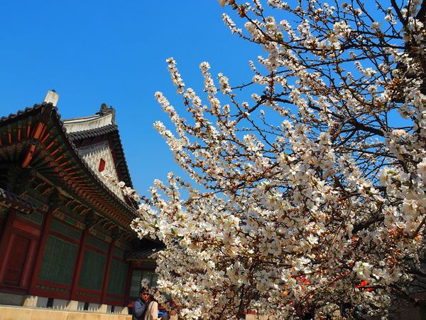 大韓民国 (韓国)・ソウル「ソウル　参鶏湯求めてさんぽ旅」の写真：ソウルのメジャーどころをてくてくさんぽ
...