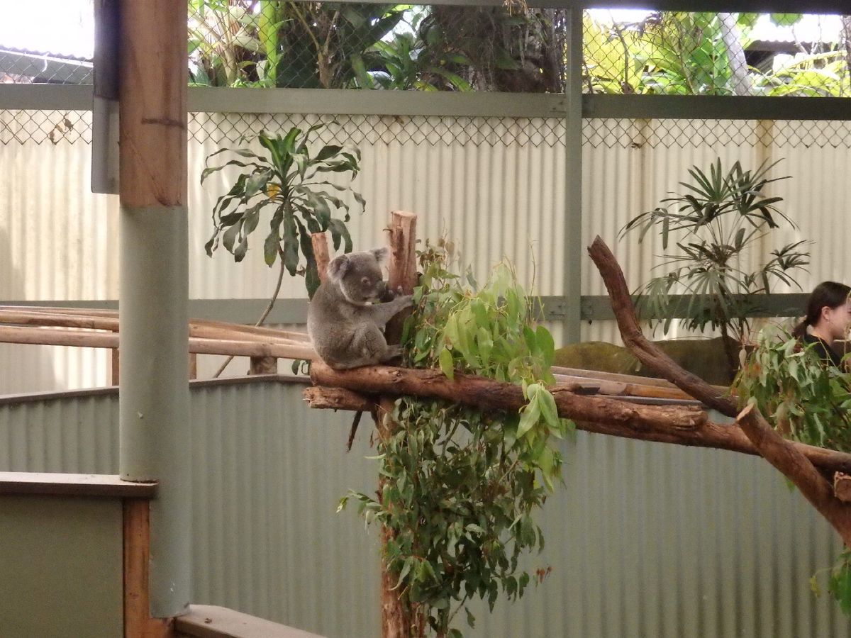 コアラ抱っこや名物おじいちゃんのアイス、アーミーダックツアーへ行きました✌...