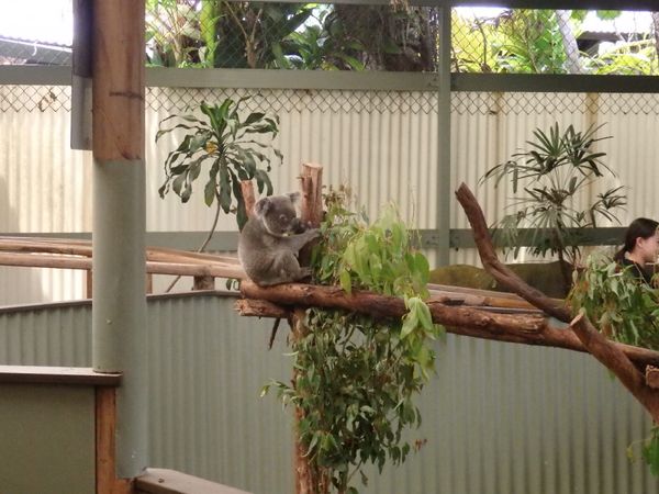 オーストラリア連邦・ケアンズ「グレートバリアリーフ女子旅」の写真：コアラ抱っこや名物おじいちゃんのアイス、...