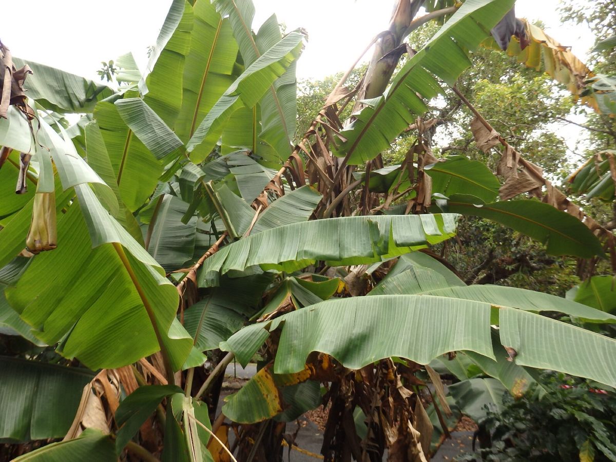 コアラ抱っこや名物おじいちゃんのアイス、アーミーダックツアーへ行きました✌...