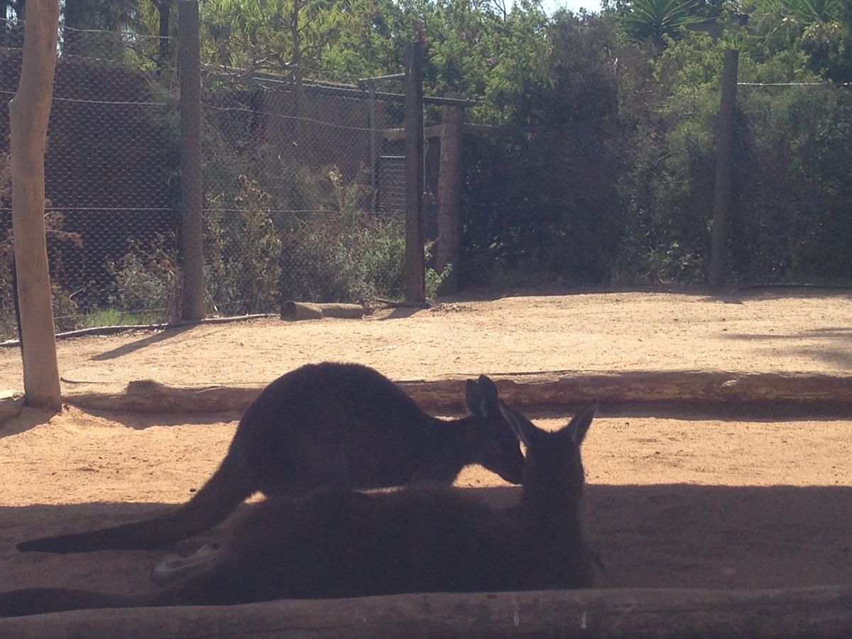 コアラとカンガルー❣️
すぐ近くで見れてラッキー❣️