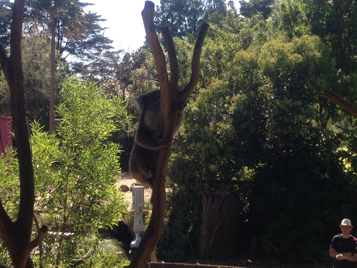 コアラとカンガルー❣️
すぐ近くで見れてラッキー❣️
