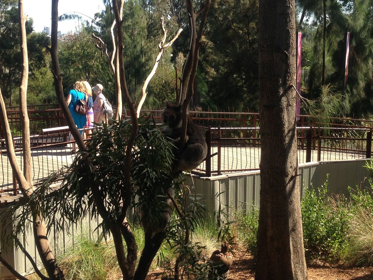 メルボルン動物園
オーストラリアならではの動物達に会えて幸せでした