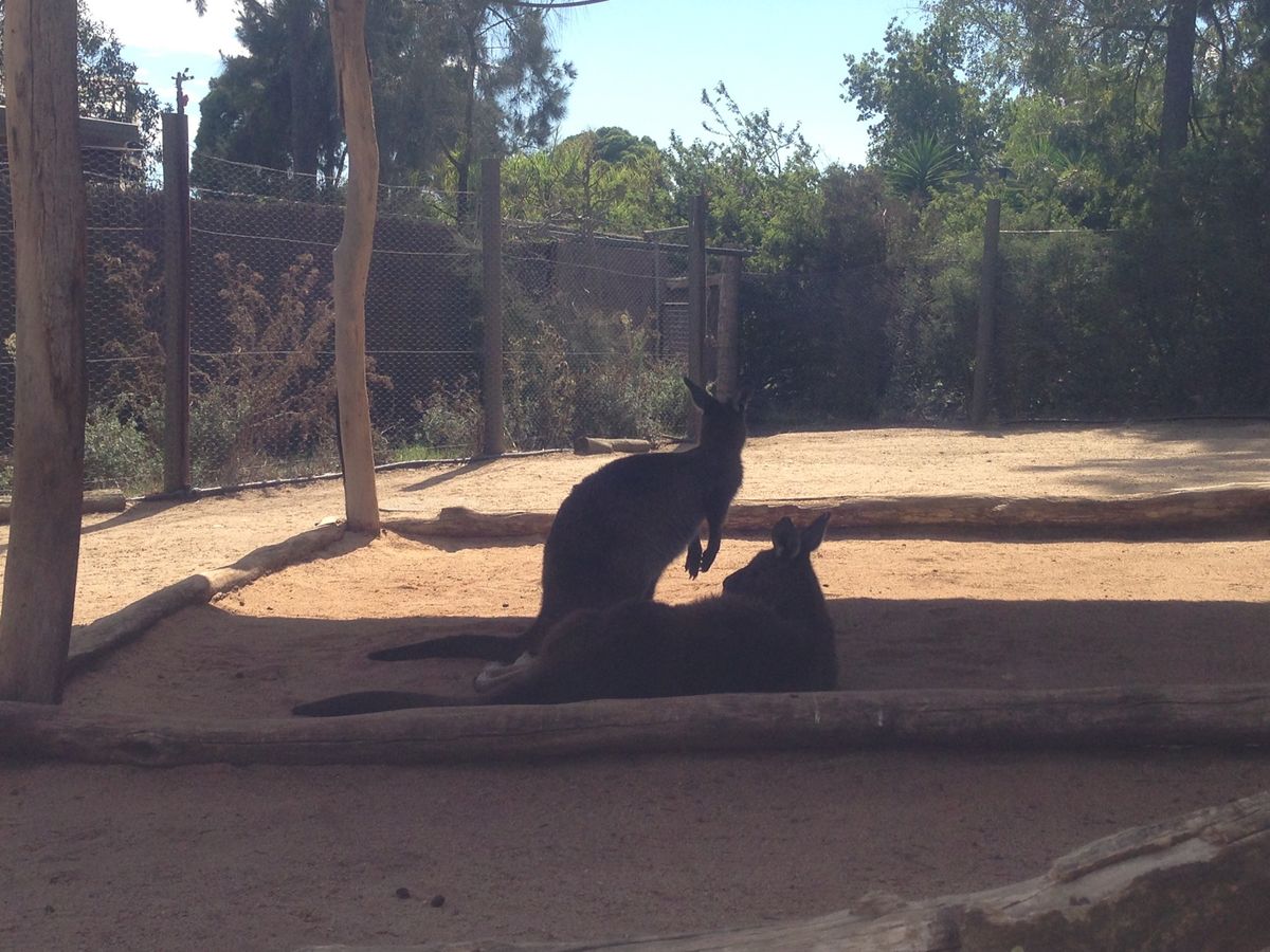 メルボルン動物園
オーストラリアならではの動物達に会えて幸せでした