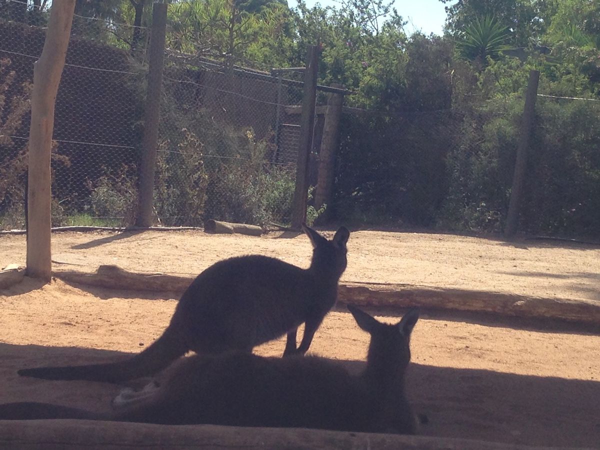 コアラとカンガルー❣️
すぐ近くで見れてラッキー❣️