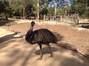 メルボルン動物園
オーストラリアならではの動物達に会えて幸せでした