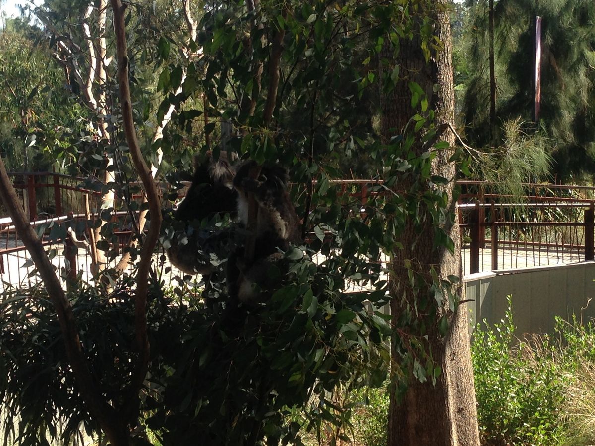 コアラとカンガルー❣️
すぐ近くで見れてラッキー❣️