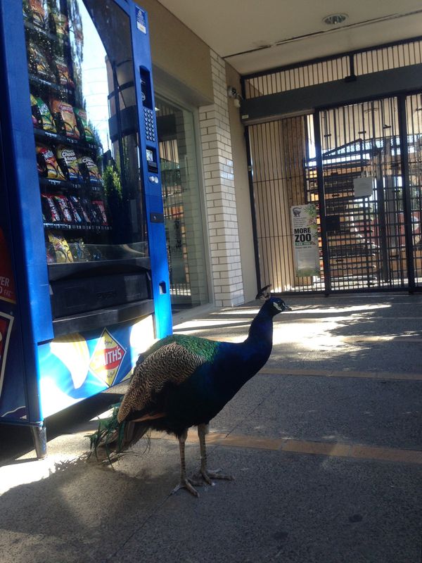 オーストラリア連邦・メルボルン「メルボルン」の写真：メルボルン動物園
オーストラリアならでは...